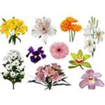 Цветы по виду