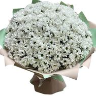 Купить 101 ромашку