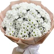 51 ромашковая хризантема