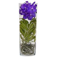 Орхидея Ванда синяя