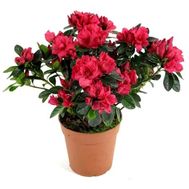 Комнатное растение Азалия