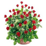 Корзина из 45 роз