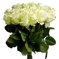 17 white roses