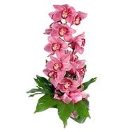 A bunch of orchid flowers