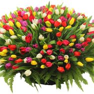 В букете 501 тюльпан