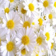 Букет из 25 ромашек