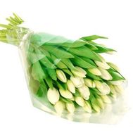 Букет из 31 белого тюльпана