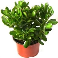 Денежное дерево (Крассула)