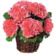 Basket of flowers from 11 carnations