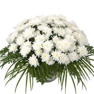 Basket of flowers of 19 chrysanthemums