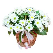 Basket of flowers from 7 chrysanthemums