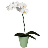 Фаленопсис белый