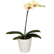 Орхидея желтого цвета