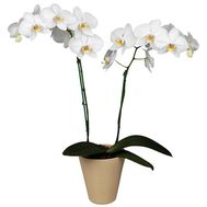 Орхидея фаленопсис белая (2 ветки)
