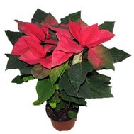 Пуансетия (Рождественская звезда)