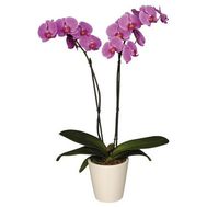 Фалинопсис розовый (2 ветки)