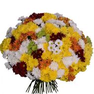 Букет из 75 хризантем