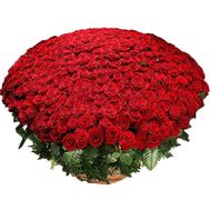 501 красная роза