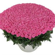 Большой букет из 501 розовой розы