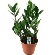 Замиокулькас (долоровое дерево)