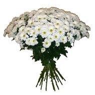 17 ромашковых хризантем