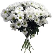 13 chamomile chrysanthemums