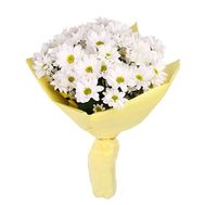 7 camomile chrysanthemums