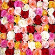 Різнокольорові троянди поштучно