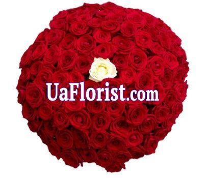 101 red rose with one white 101 red rose with one white