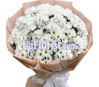 51 chamomile chrysanthemum 51 chamomile chrysanthemum