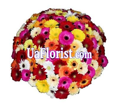 Букет из 101 герберы