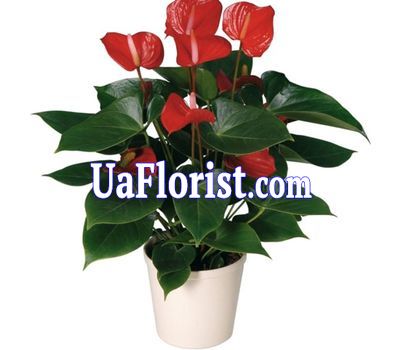 Anthurium