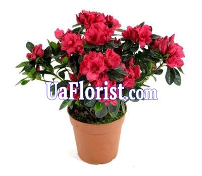 Houseplant azalea Houseplant azalea