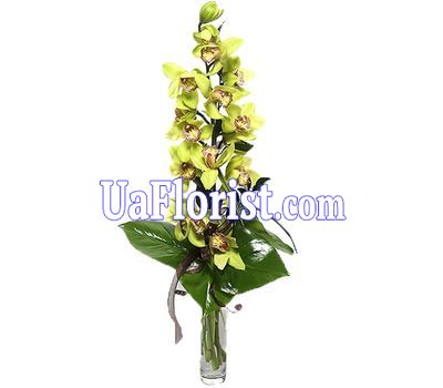 A bunch of orchid flowers A bunch of orchid flowers