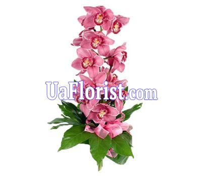 A bunch of orchid flowers A bunch of orchid flowers