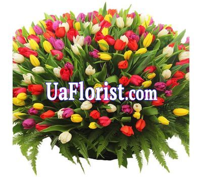 В букете 501 тюльпан В букете 501 тюльпан