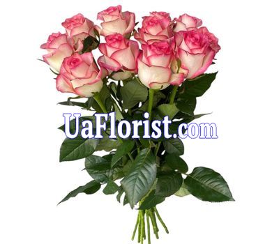 11 pink roses 11 pink roses