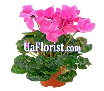 Cyclamen Cyclamen