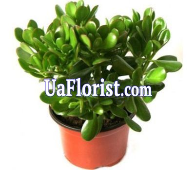 Money Tree (Crassula) Money Tree (Crassula)