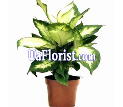 Diffenbachia Diffenbachia