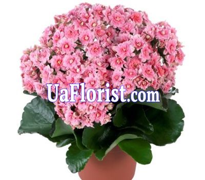 Каланхое Каланхое