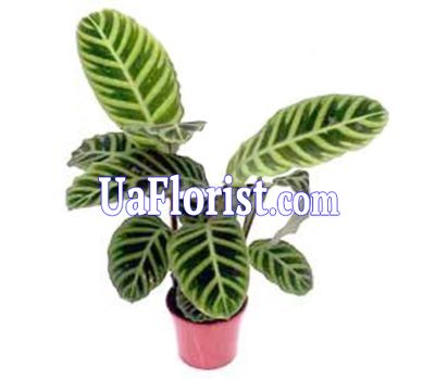 Калатея Калатея