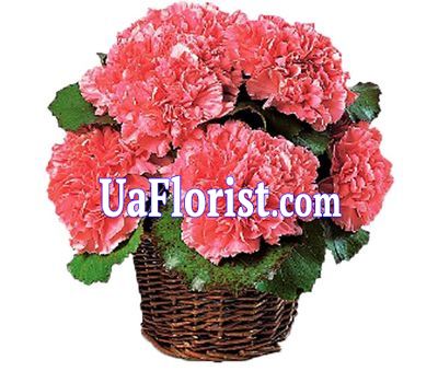 Basket of flowers from 11 carnations Basket of flowers from 11 carnations