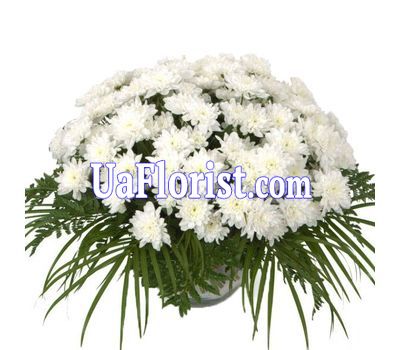 Basket of flowers of 19 chrysanthemums Basket of flowers of 19 chrysanthemums