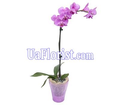 Orchid pink Orchid pink