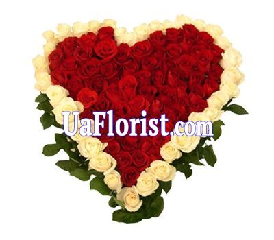 Букет из 70 красных и 35 белых роз Букет из 70 красных и 35 белых роз