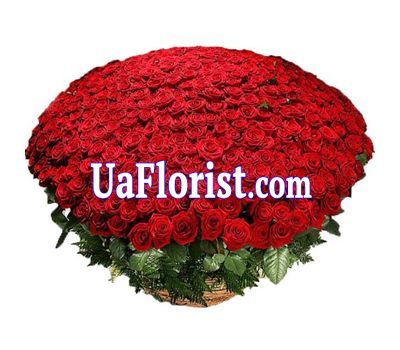 501 red rose 501 red rose