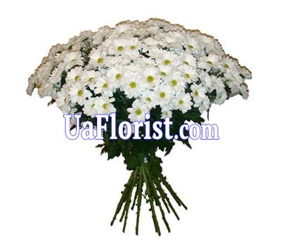 17 camomile chrysanthemums 17 camomile chrysanthemums