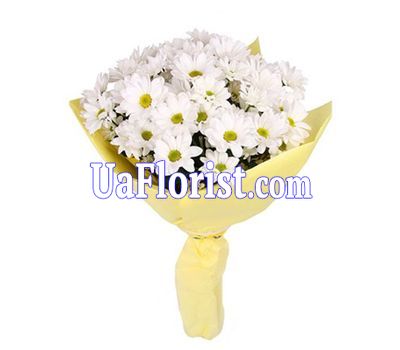 7 camomile chrysanthemums 7 camomile chrysanthemums